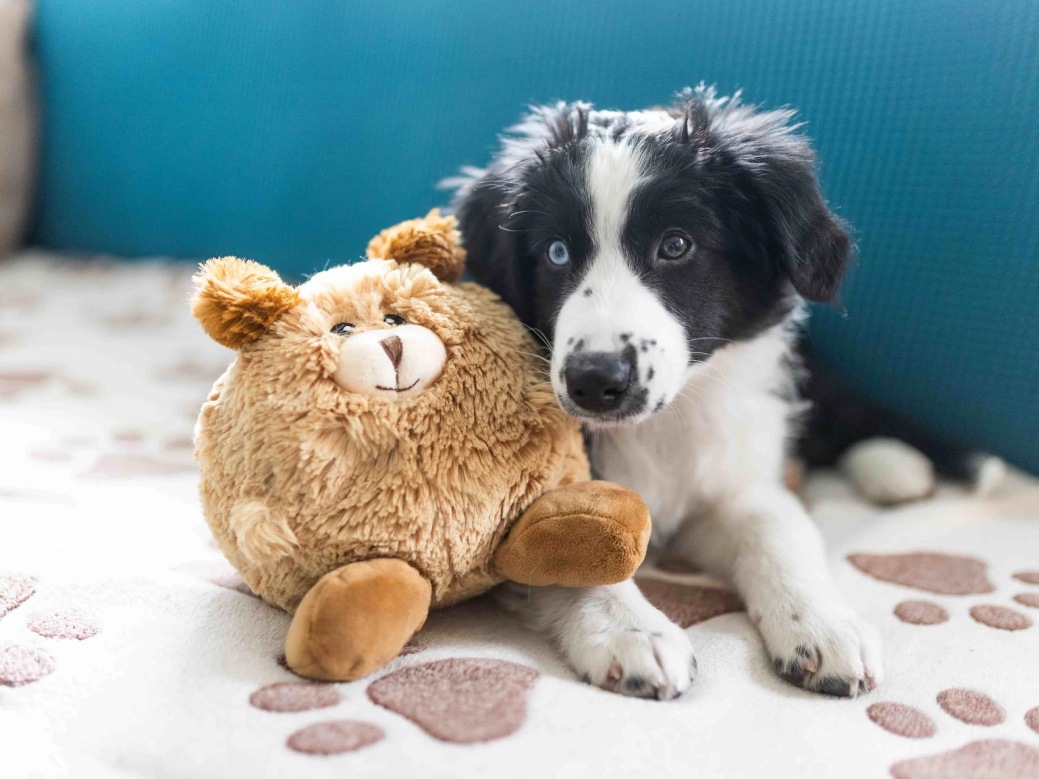 Wolters Plüschball Hund – Bild 4