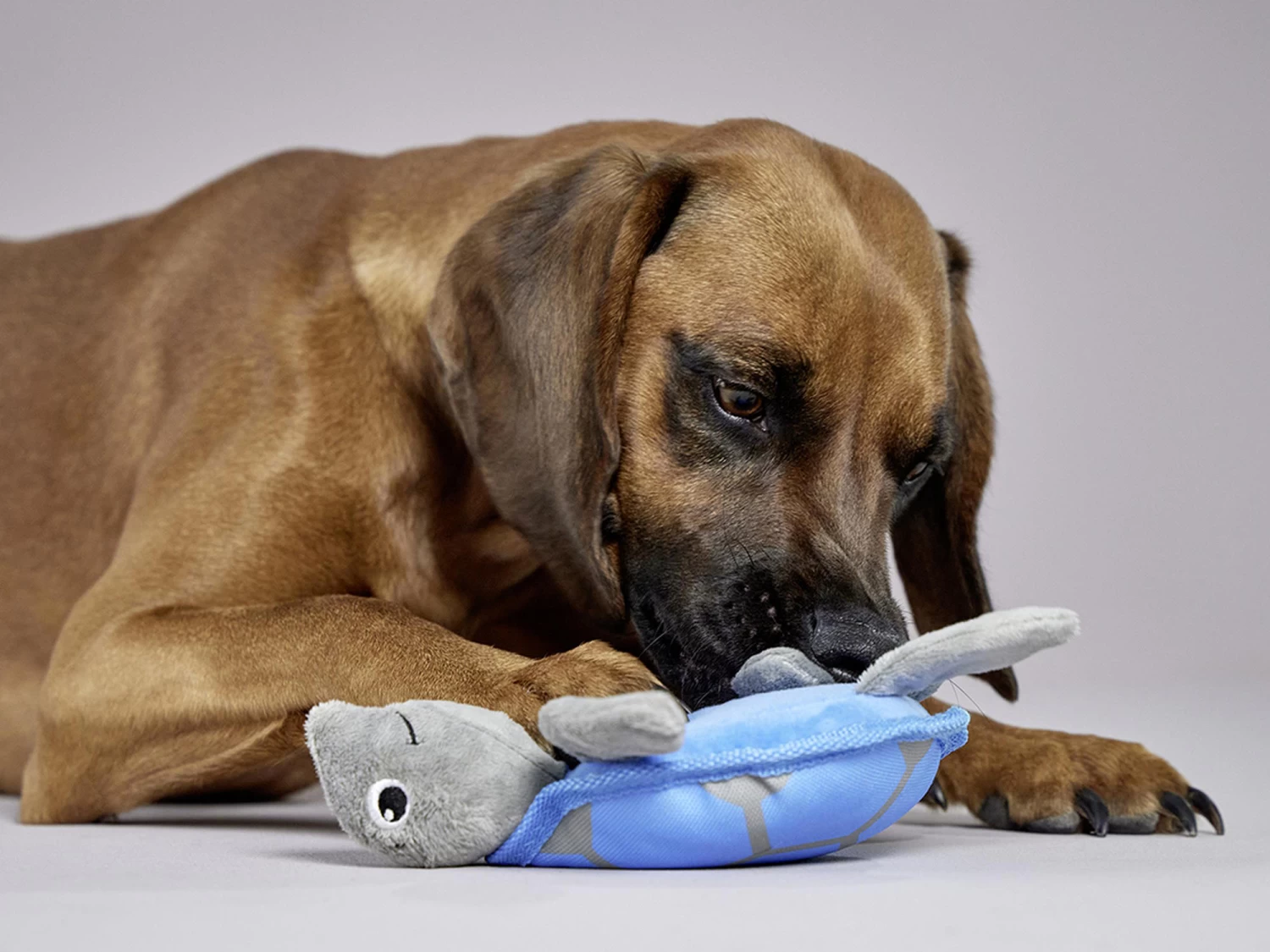 Wolters Ocean Range Schildkröte Plüschspielzeug Für Hunde – Bild 2