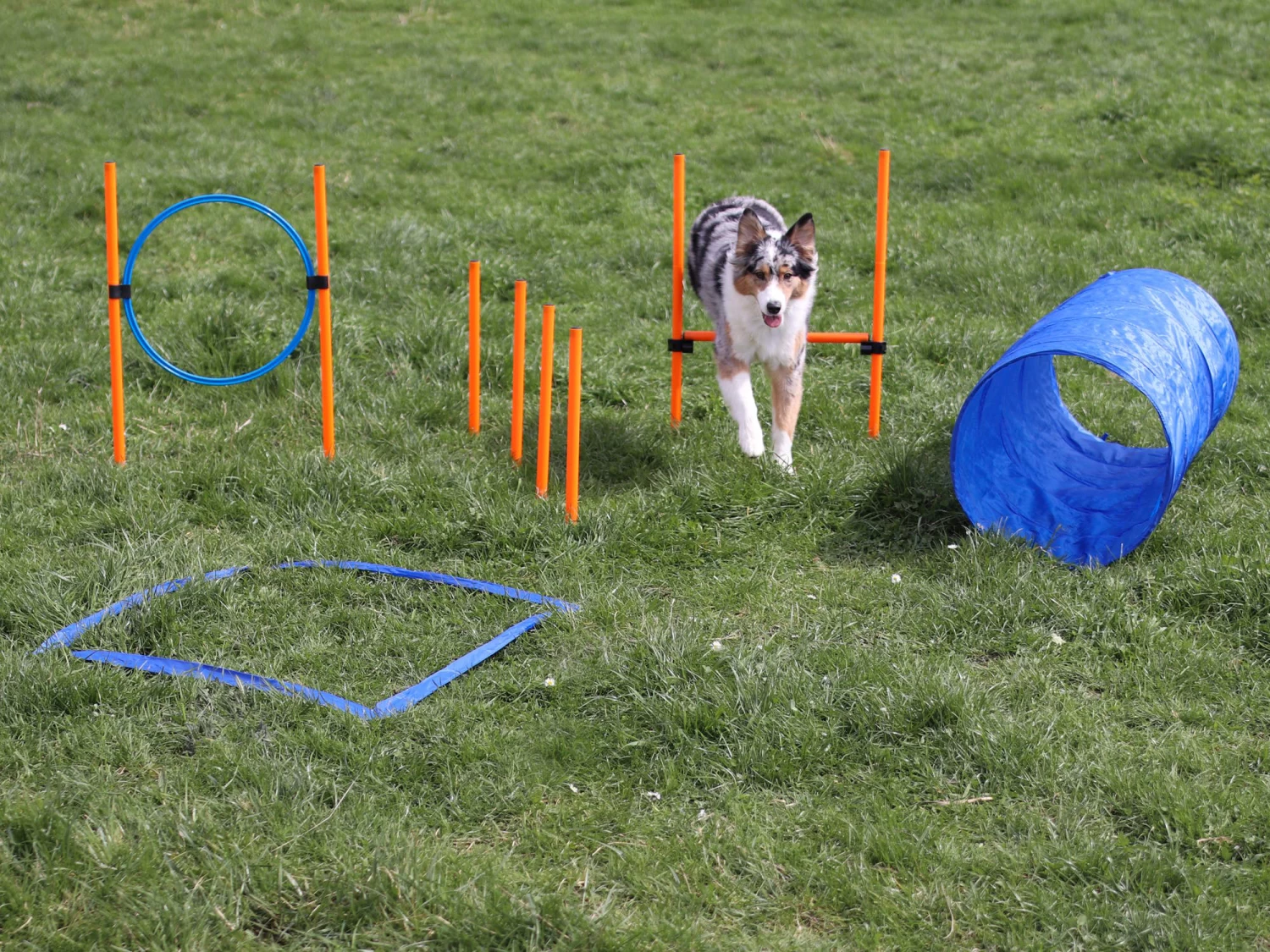 Agility Starter Set X – Bild 5