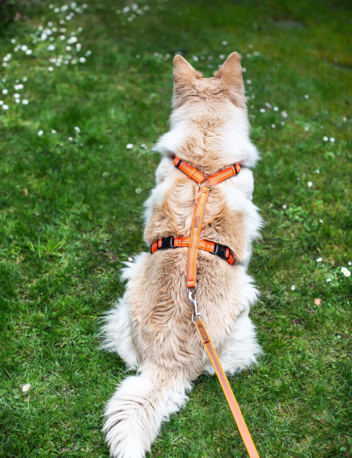 Feltmann Mantrailing Suchgeschirr Basic – Bild 4