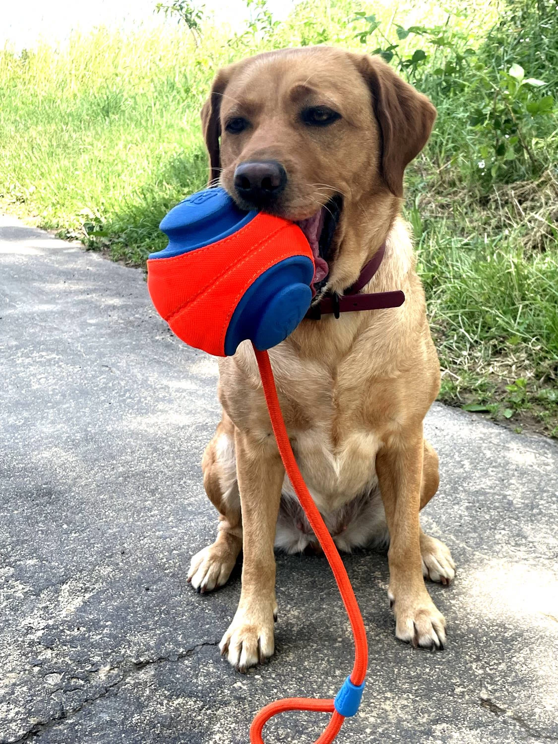 Chuckit Rope Fetch Großer Spielball Für Hunde – Bild 3
