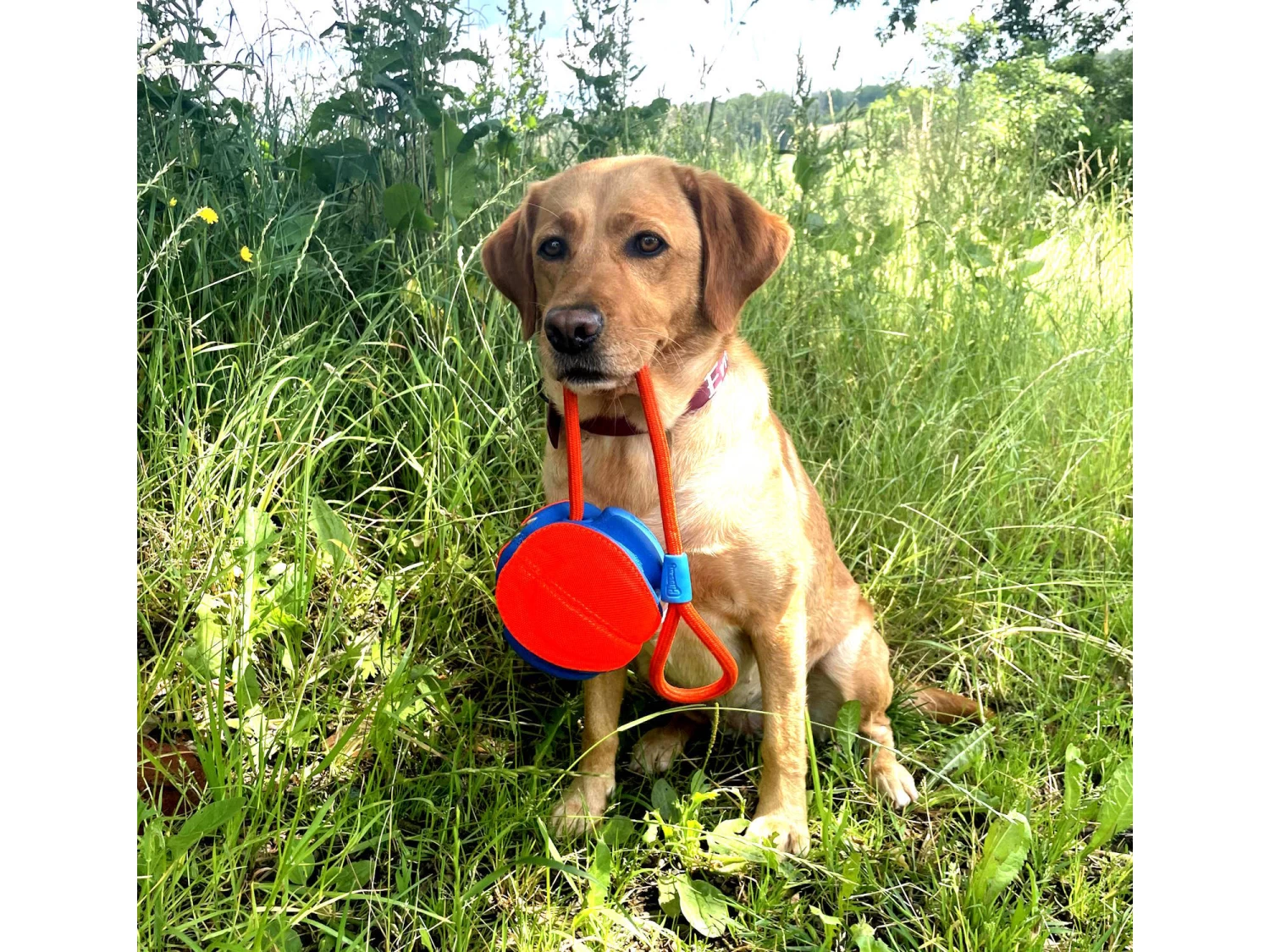 Chuckit Rope Fetch Großer Spielball Für Hunde – Bild 4
