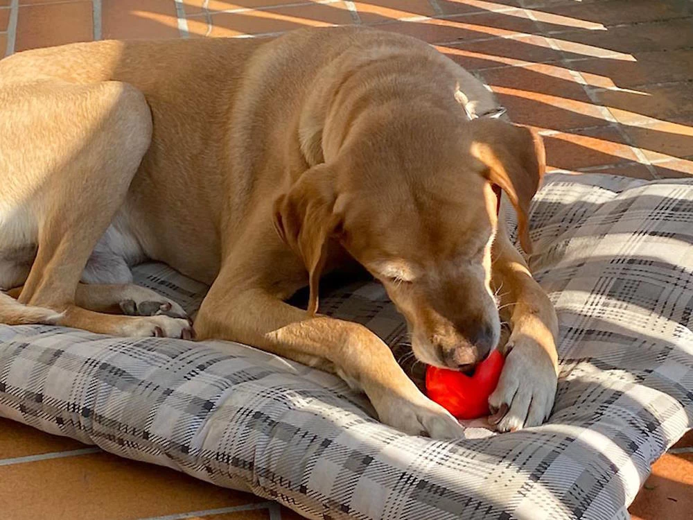 Moby Softbaits Soft Hundeball Ocean Blue – Bild 3