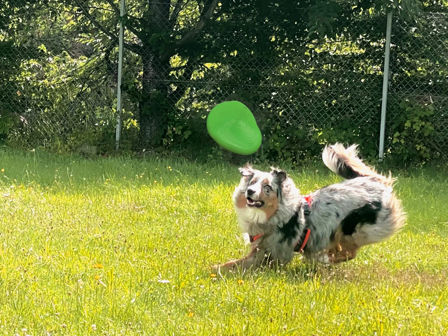 Moby Softbaits Soft Frisbee Für Hunde Lemon Sunshine – Bild 2