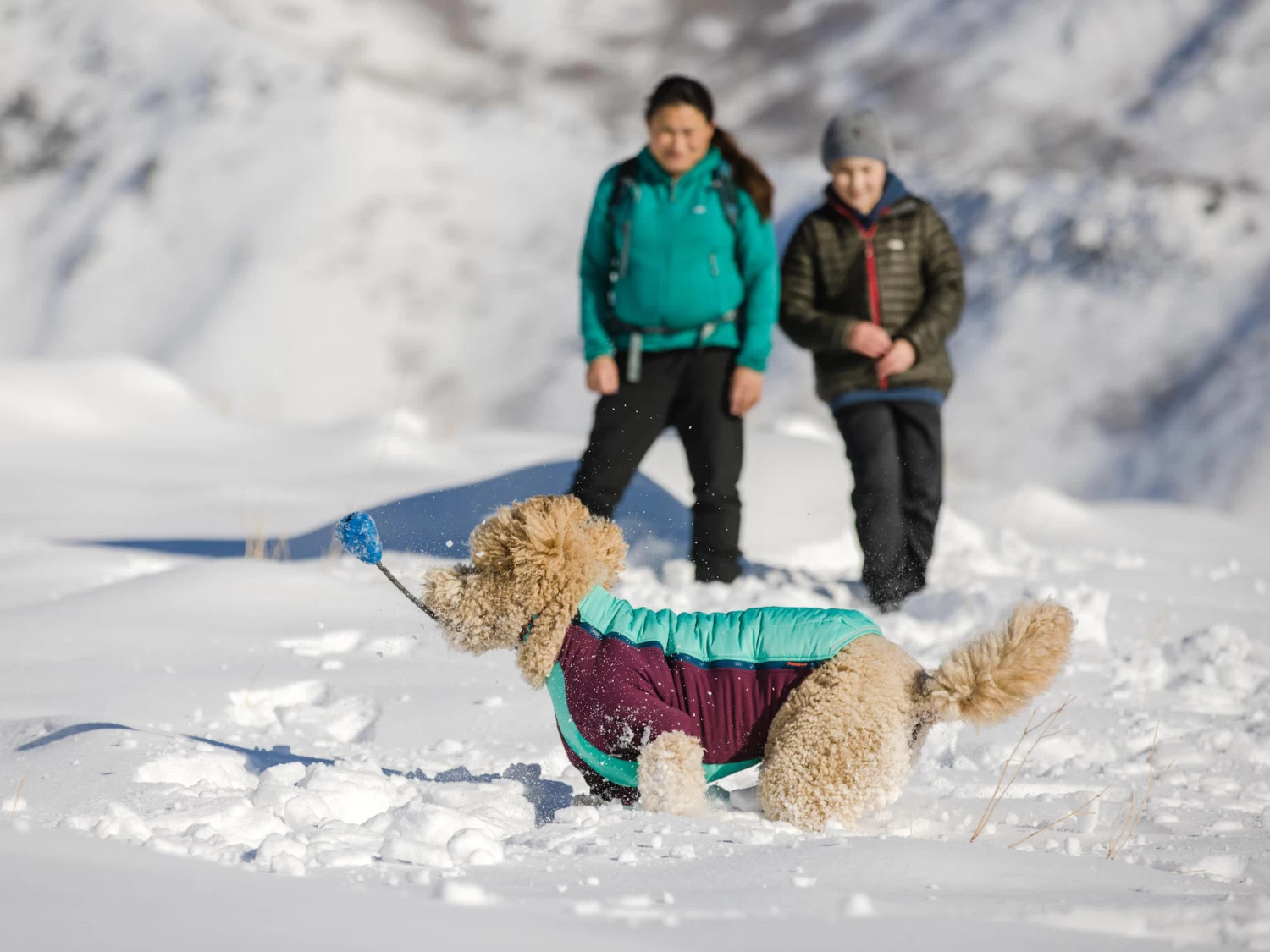 Ruffwear Powder Hound™ Winterjacke Für Hunde Aurora Teal – Bild 5