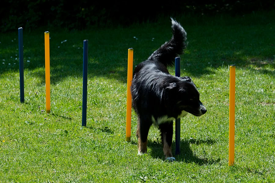 Dog Agility Slalom Und Hürden Agility Set – Bild 3