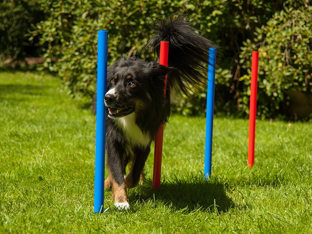 Dog Agility Set Champion K2 – Bild 3