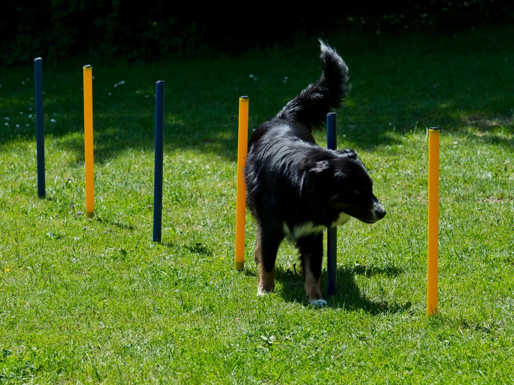 Dog Agility Set Profi – Bild 3
