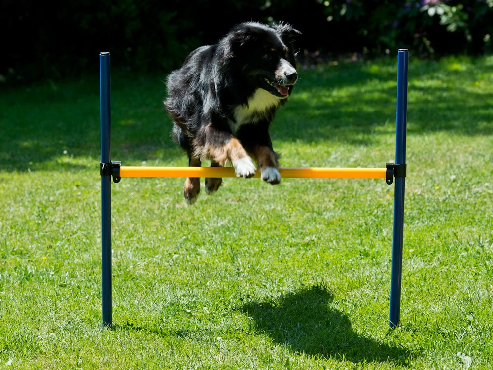 Dog Agility Set Profi – Bild 2