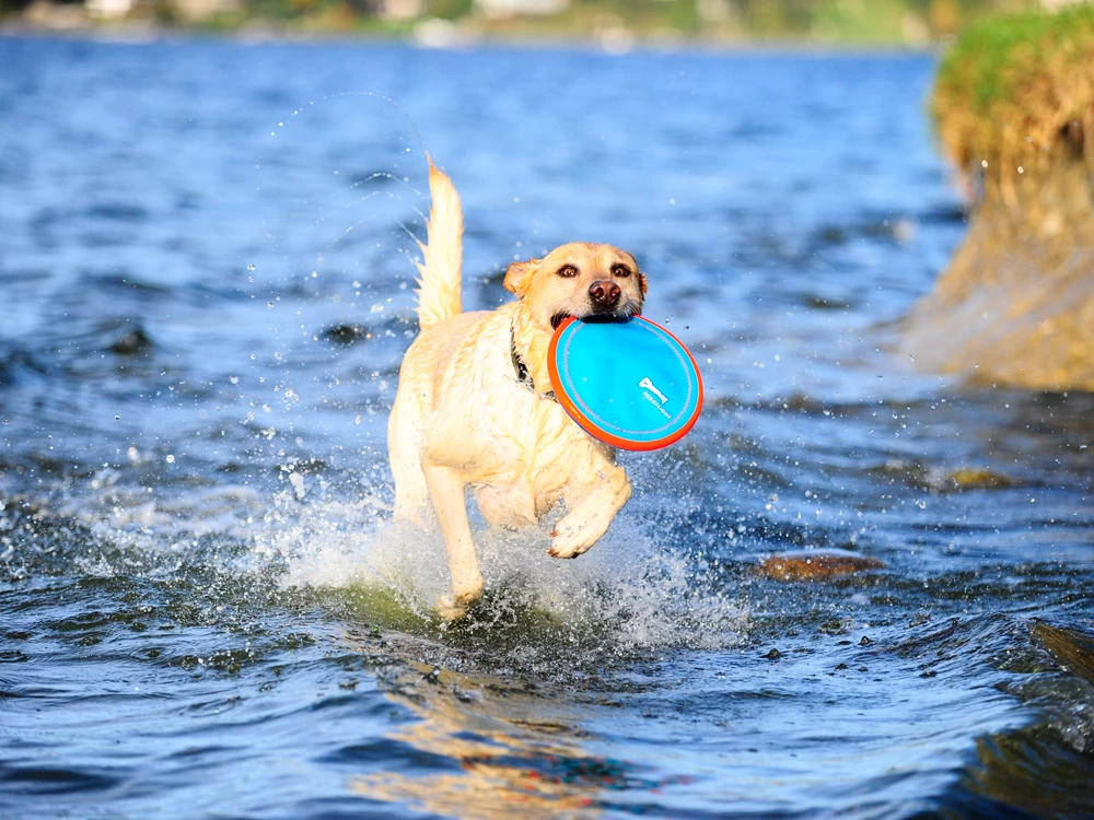 Chuckit Paraflight Frisbee Schwimmfähig – Bild 6