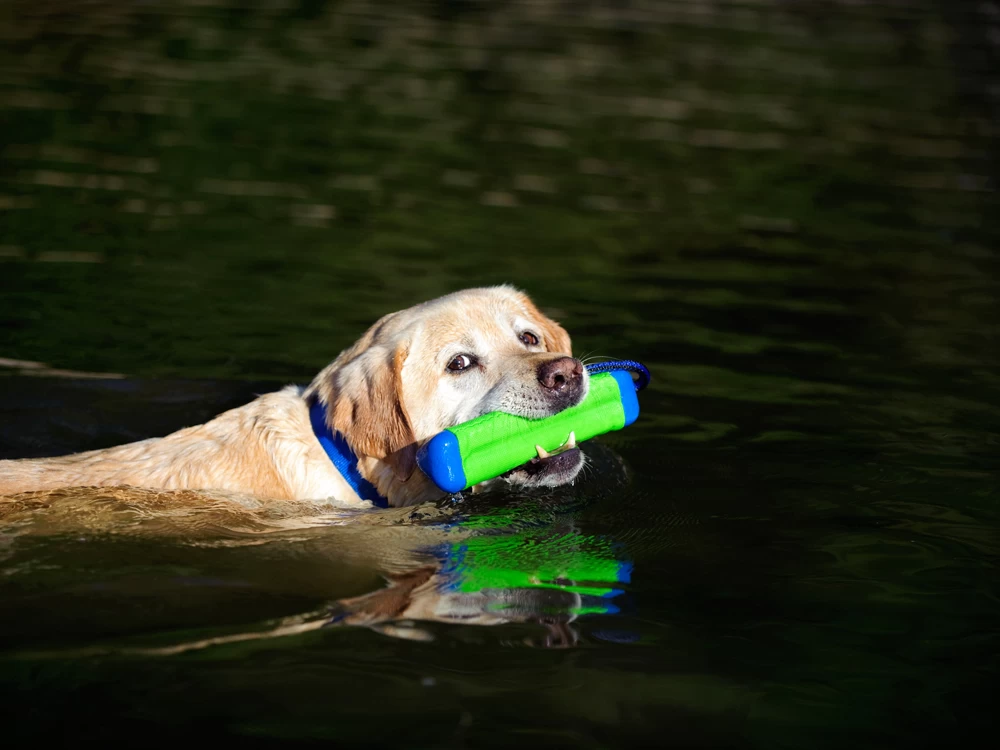 Chuckit Dummy Amphibious Bumper Medium – Bild 4