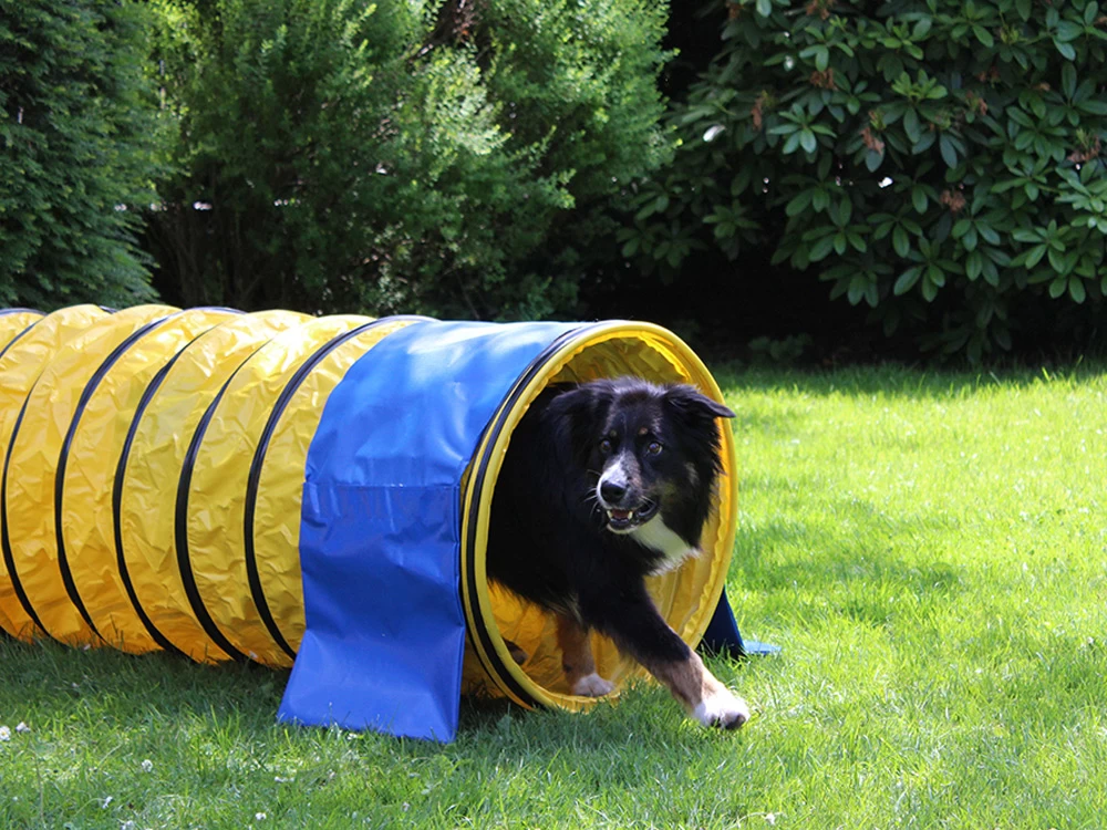 Hunde Profi Agility Tunnel FCI Konform Gelb – Bild 3