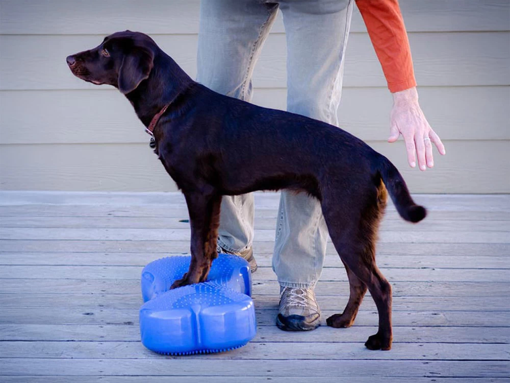 FitPAWS® K9 FITbone – Bild 4