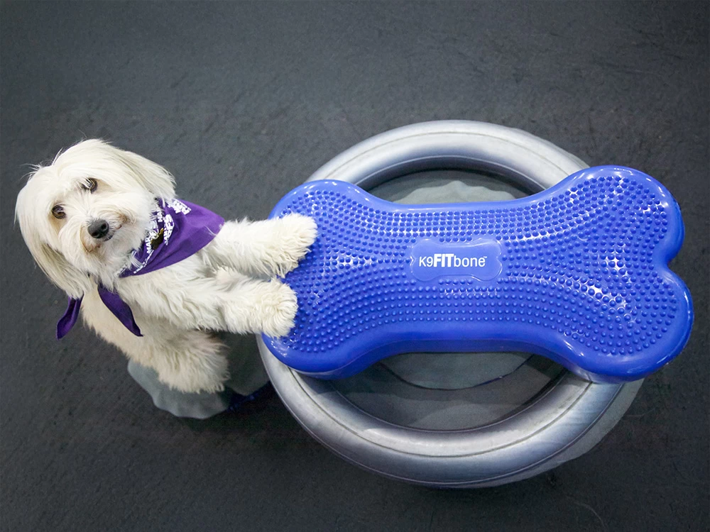 FitPAWS® Donut Holder – Bild 2