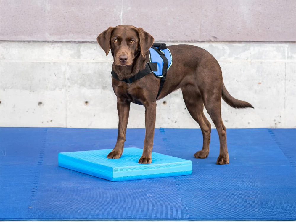 FitPAWS® Balance Pad – Bild 2