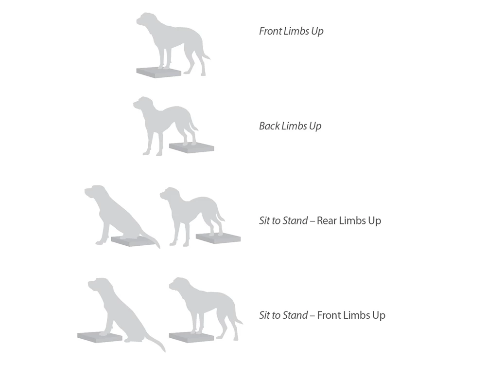 FitPAWS® Balance Pad – Bild 4