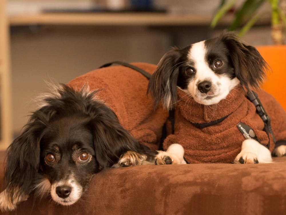 Dryup Cape Hundebademantel Mini Braun – Bild 2