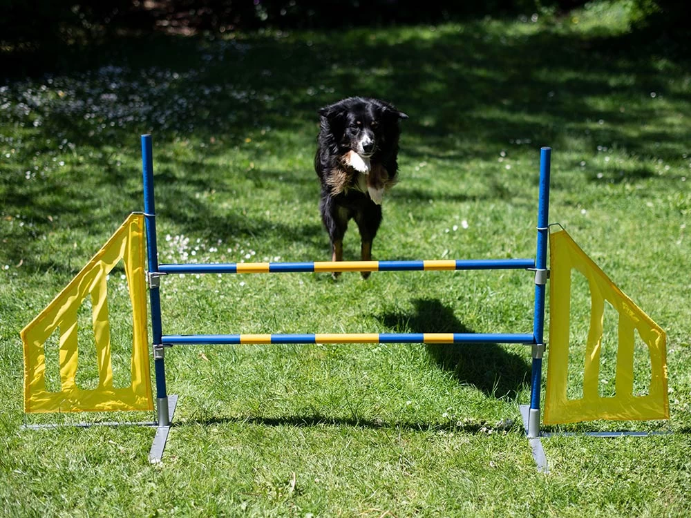 Hundesport Agility Hürde Mit Seitenteilen – Bild 3
