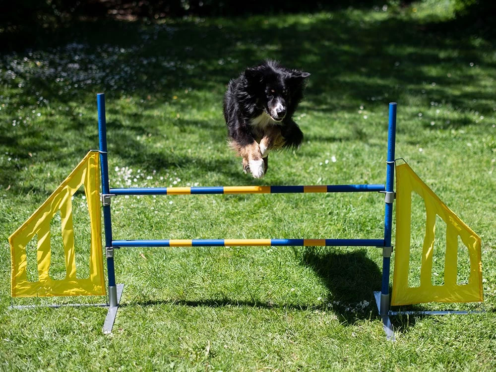 Hundesport Agility Hürde Mit Seitenteilen – Bild 4