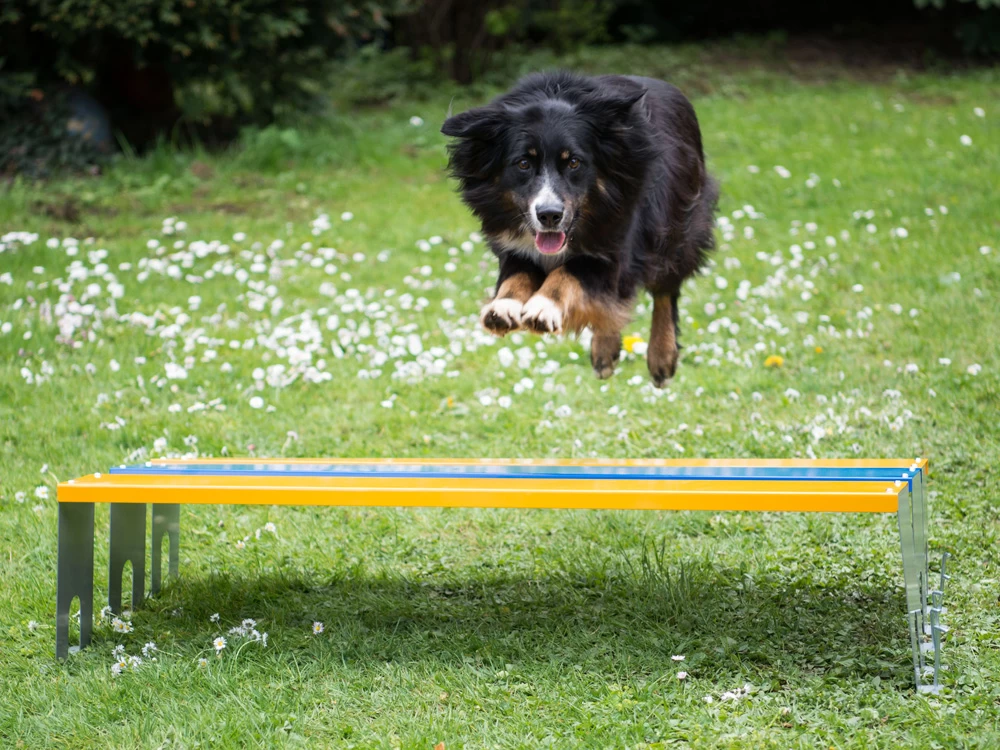 Hundesport Profi Agility Weitsprung-Hürde – Bild 2
