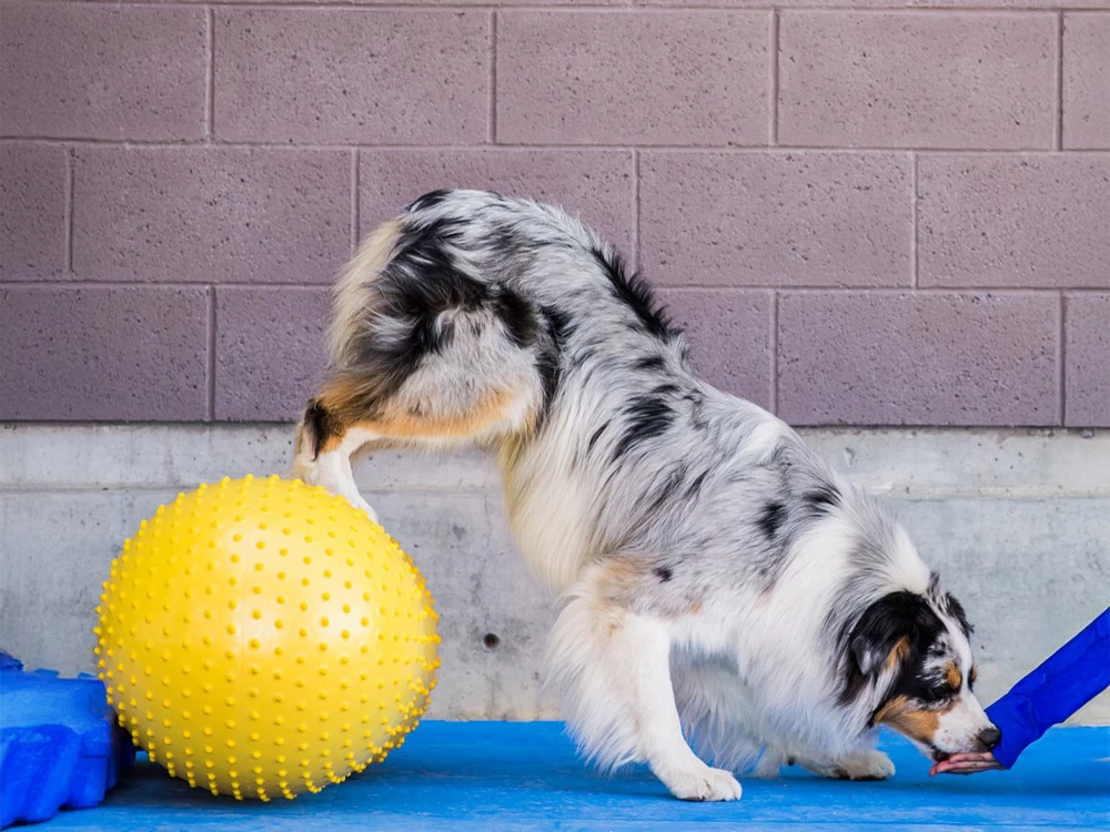 FitPAWS® Peanut Trax Rot 50 Cm – Bild 2