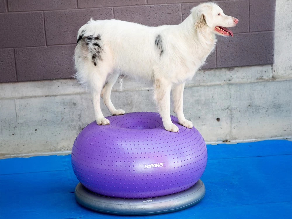 FitPAWS® TRAX Donut – Bild 2