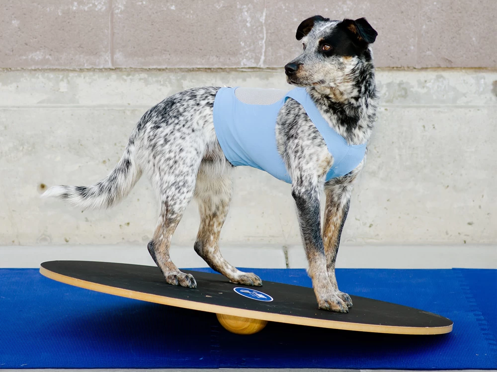 FitPAWS® Wobble Board – Bild 3