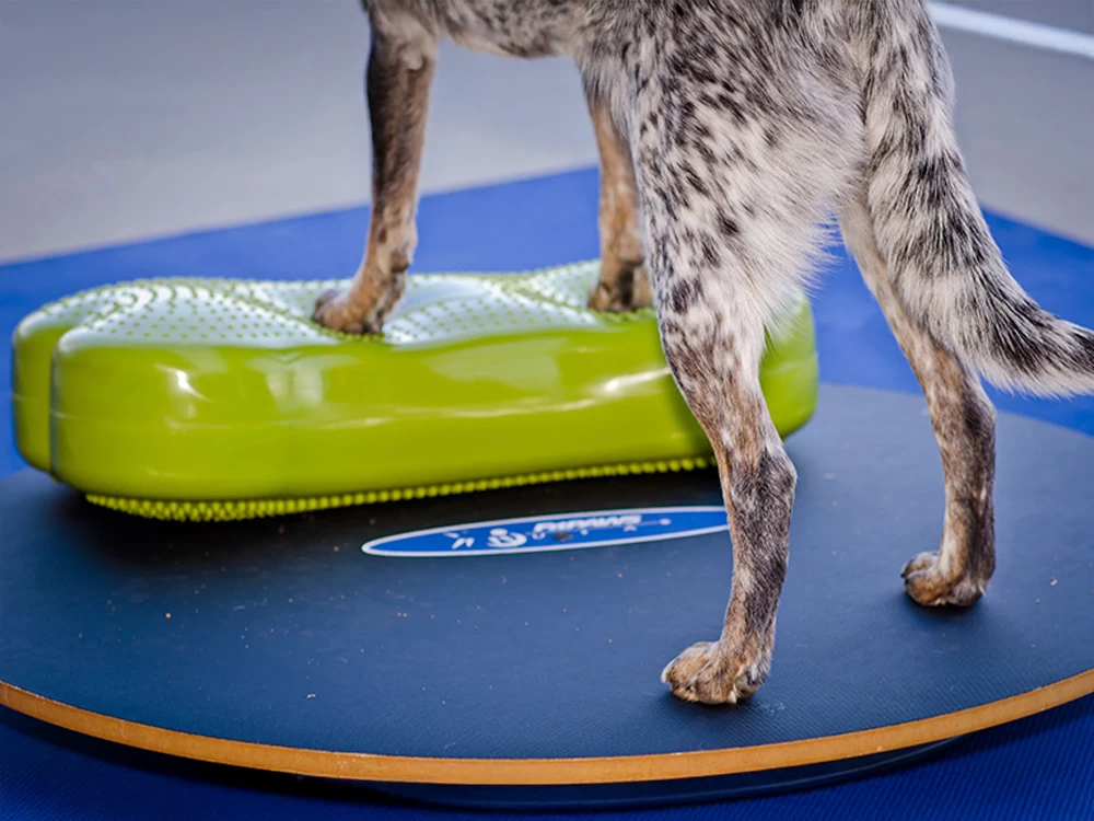 FitPAWS® Wobble Board – Bild 4