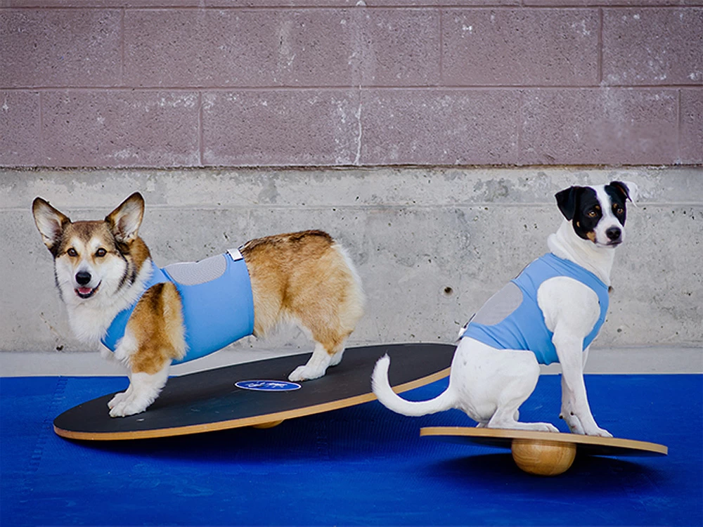 FitPAWS® Wobble Board – Bild 5