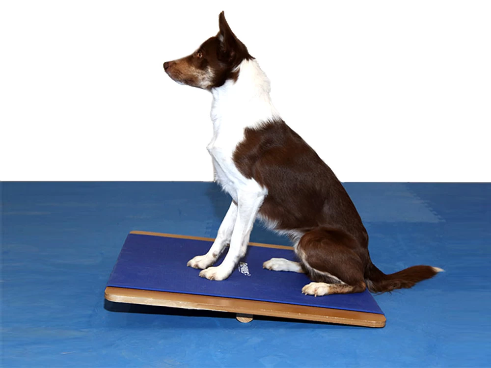 FitPAWS® Giant Rocker Board – Bild 3