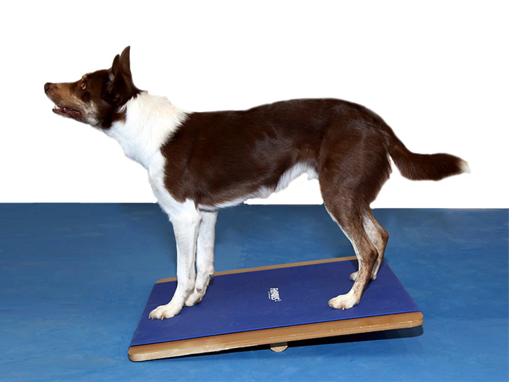 FitPAWS® Giant Rocker Board – Bild 4