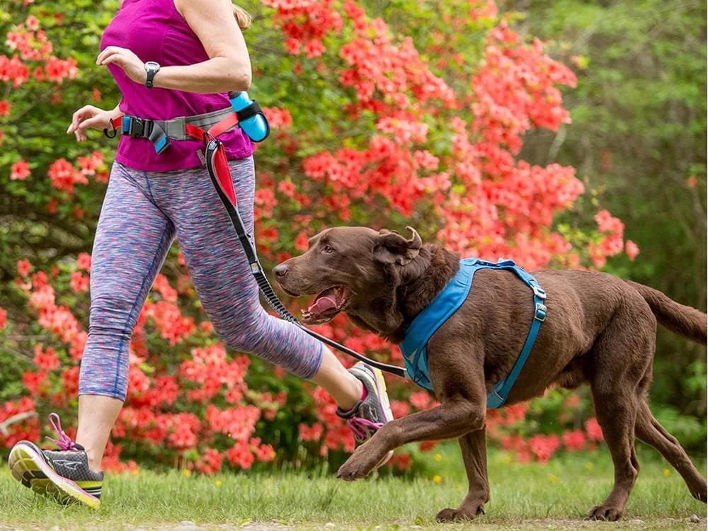 Kurgo Springback Lite Joggingleine – Bild 2