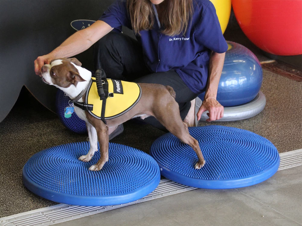 FitPAWS® Balance Disc Blau – Bild 3