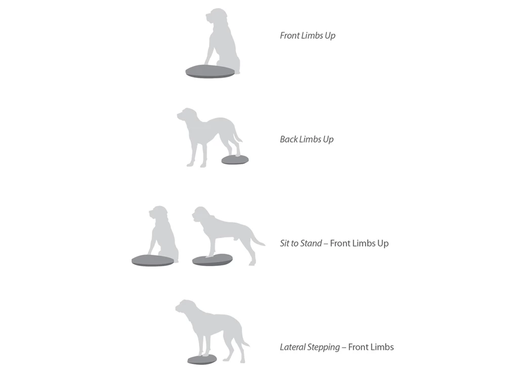 FitPAWS® Balance Disc Blau – Bild 5