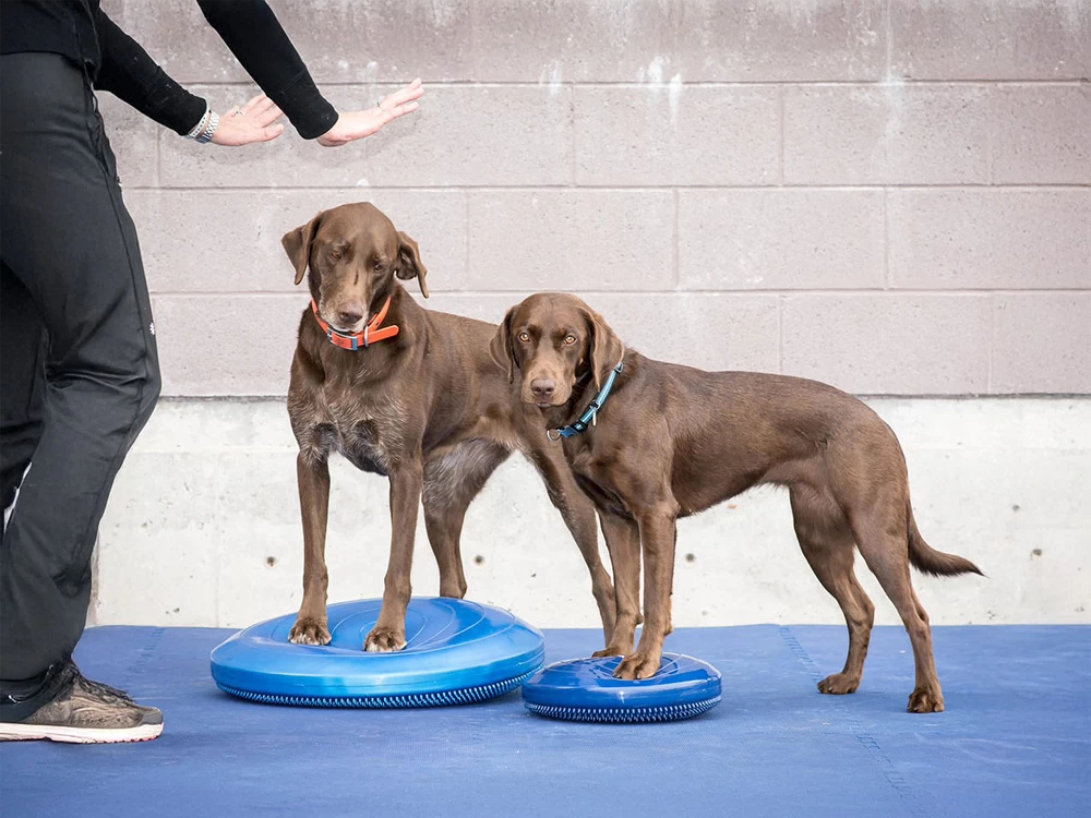 FitPAWS® Balance Disc Blau – Bild 2