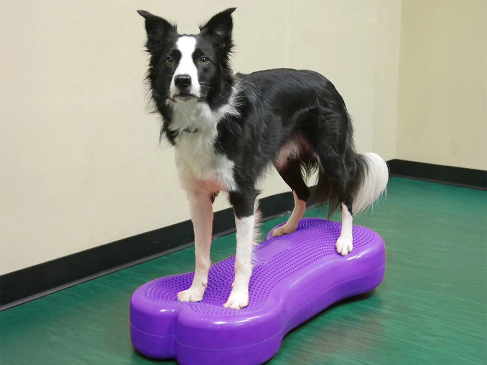 FitPAWS® Giant K9 FITbone™ – Bild 3