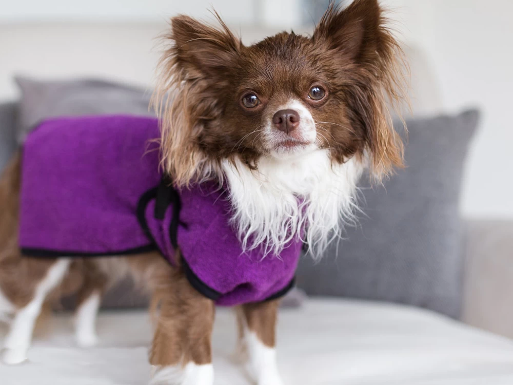 Dryup Cape Hundebademantel Mini Bilberry