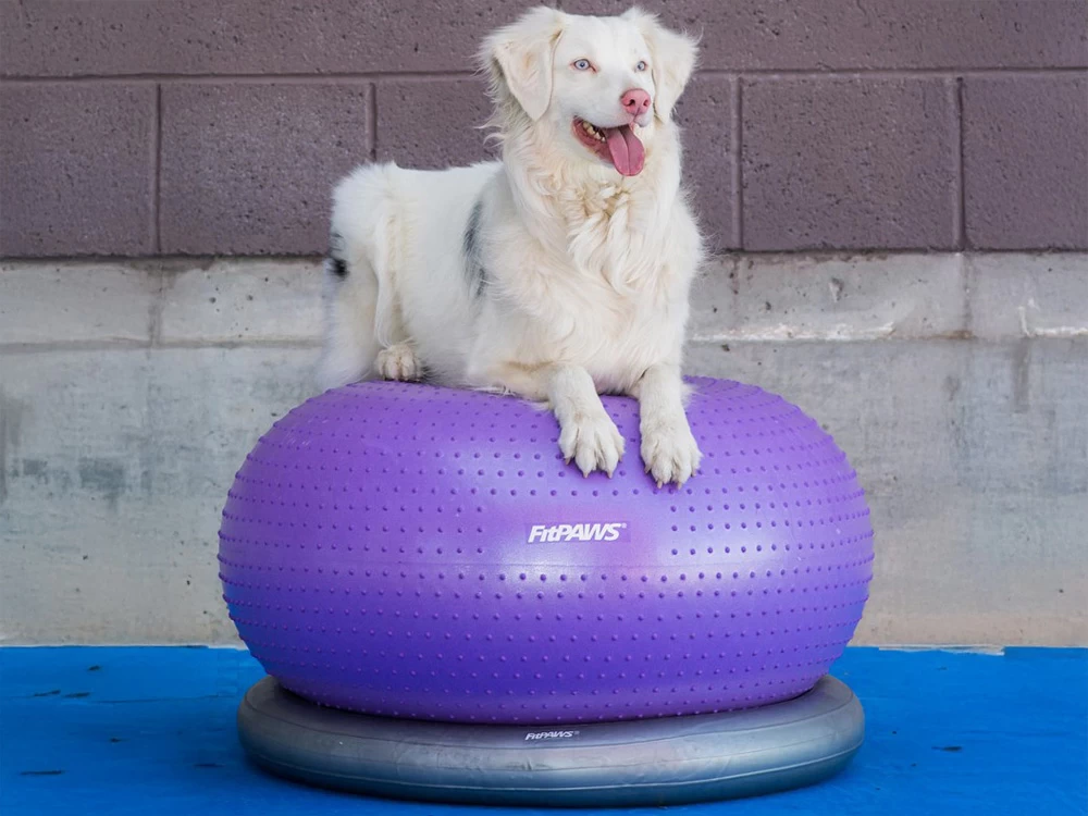 FitPAWS® TRAX Donut – Bild 4