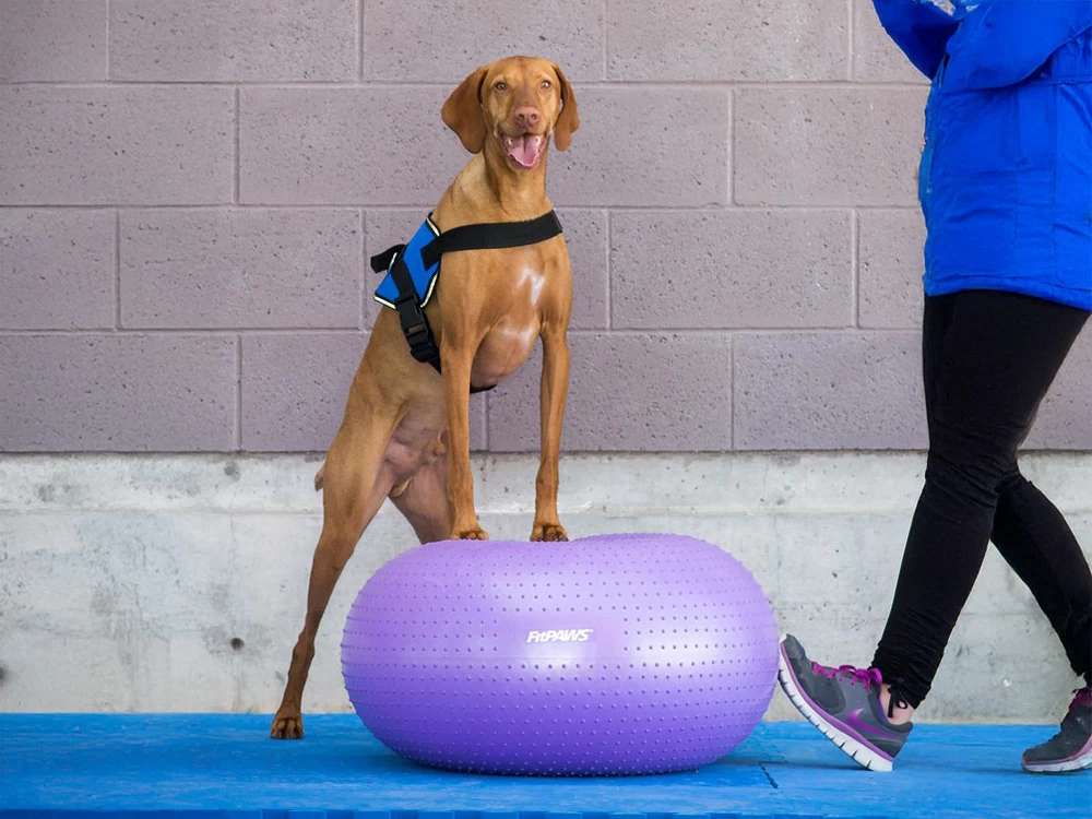 FitPAWS® TRAX Donut – Bild 5