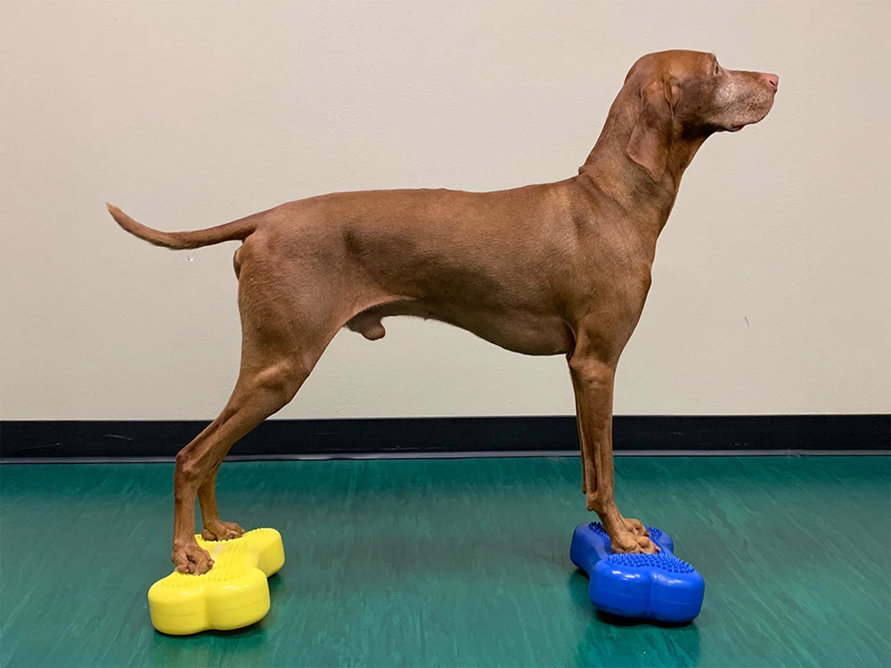 FitPAWS® K9 FITbone™ MINI 2-er Set – Bild 2