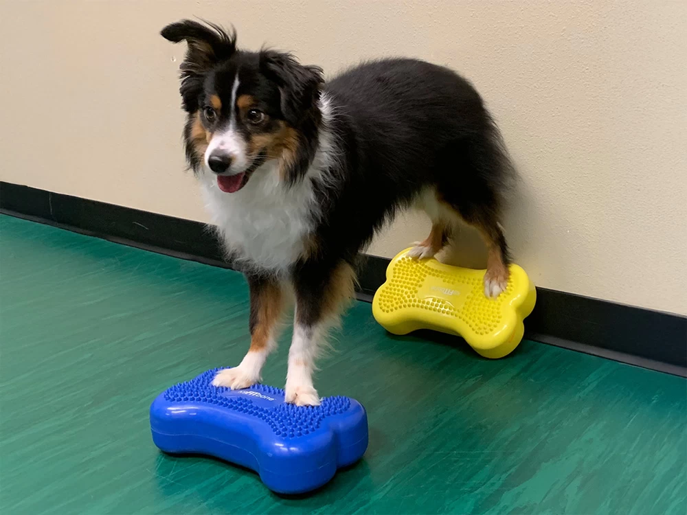 FitPAWS® K9 FITbone™ MINI 2-er Set – Bild 3