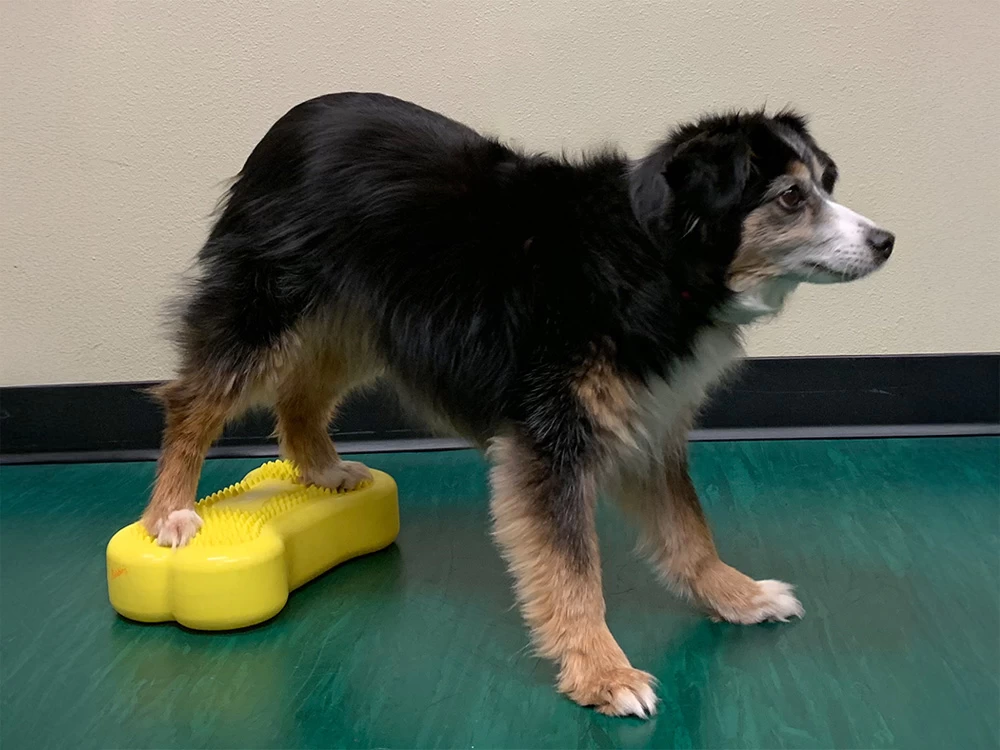 FitPAWS® K9 FITbone™ MINI 2-er Set – Bild 4