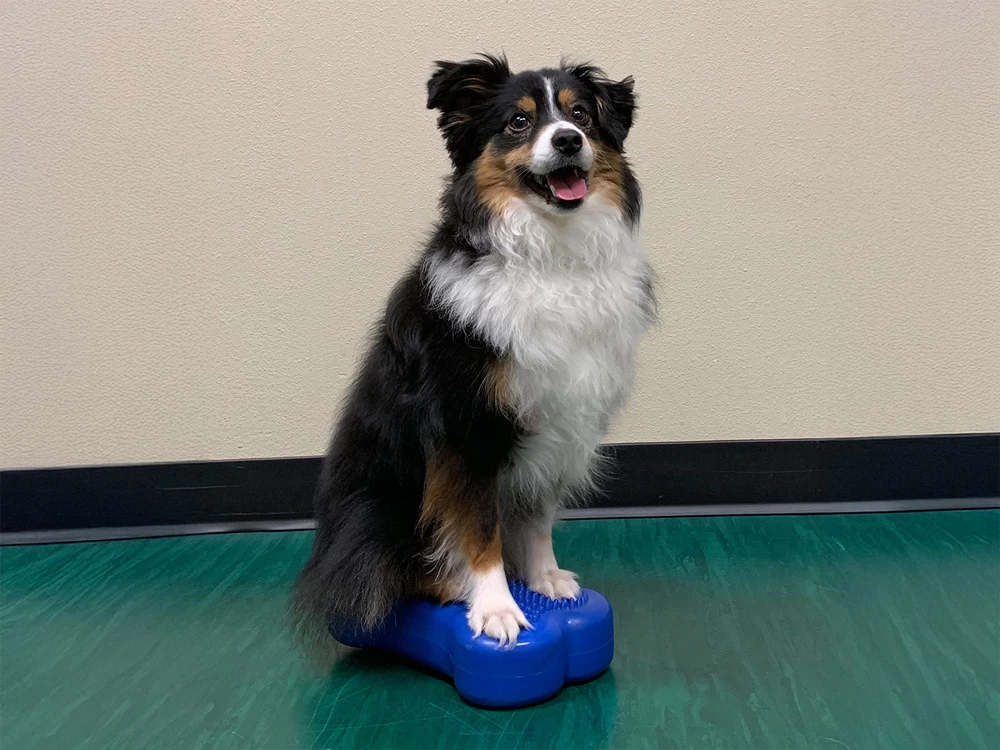 FitPAWS® K9 FITbone™ MINI 2-er Set – Bild 5