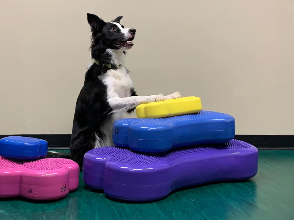 FitPAWS® K9 FITbone™ MINI 2-er Set – Bild 6