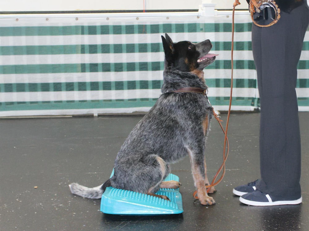 FitPAWS® Balance Ramp – Bild 2