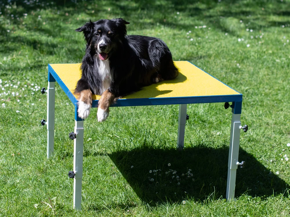 Hundesport Profi Verstellbarer Tisch – Bild 5