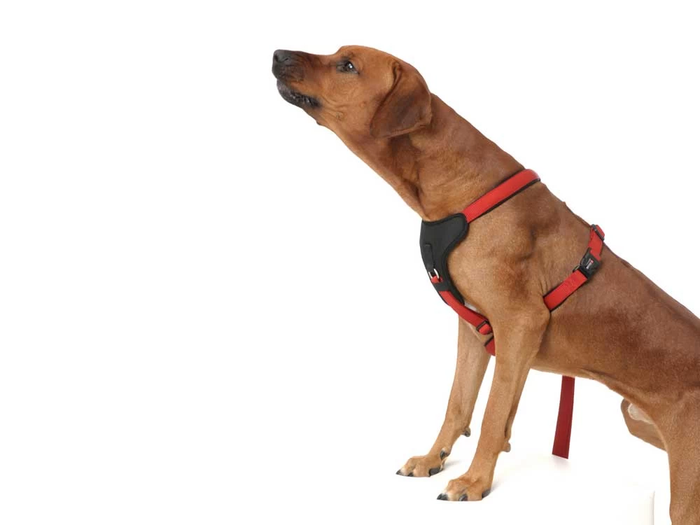 Wolters Hundegeschirr Professional Comfort Skyblue/marineblau – Bild 5