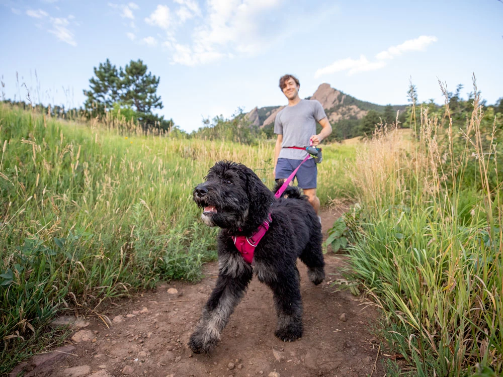 Ruffwear Front Range™ 2.0 Hundegeschirr Hibiscus Pink – Bild 5