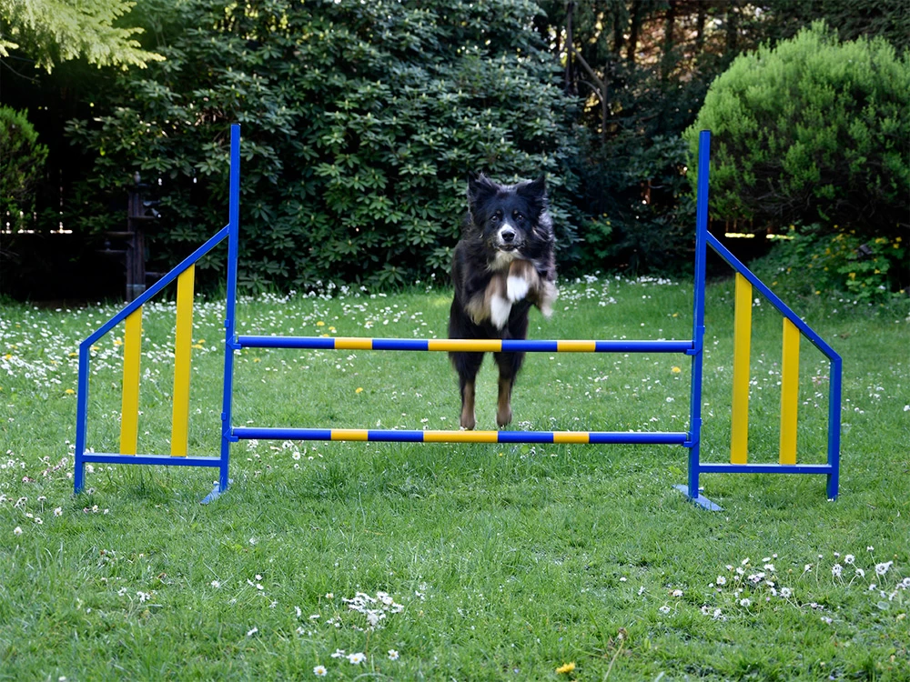 Hunde Profi Agility Hürde FCI Konform – Bild 2