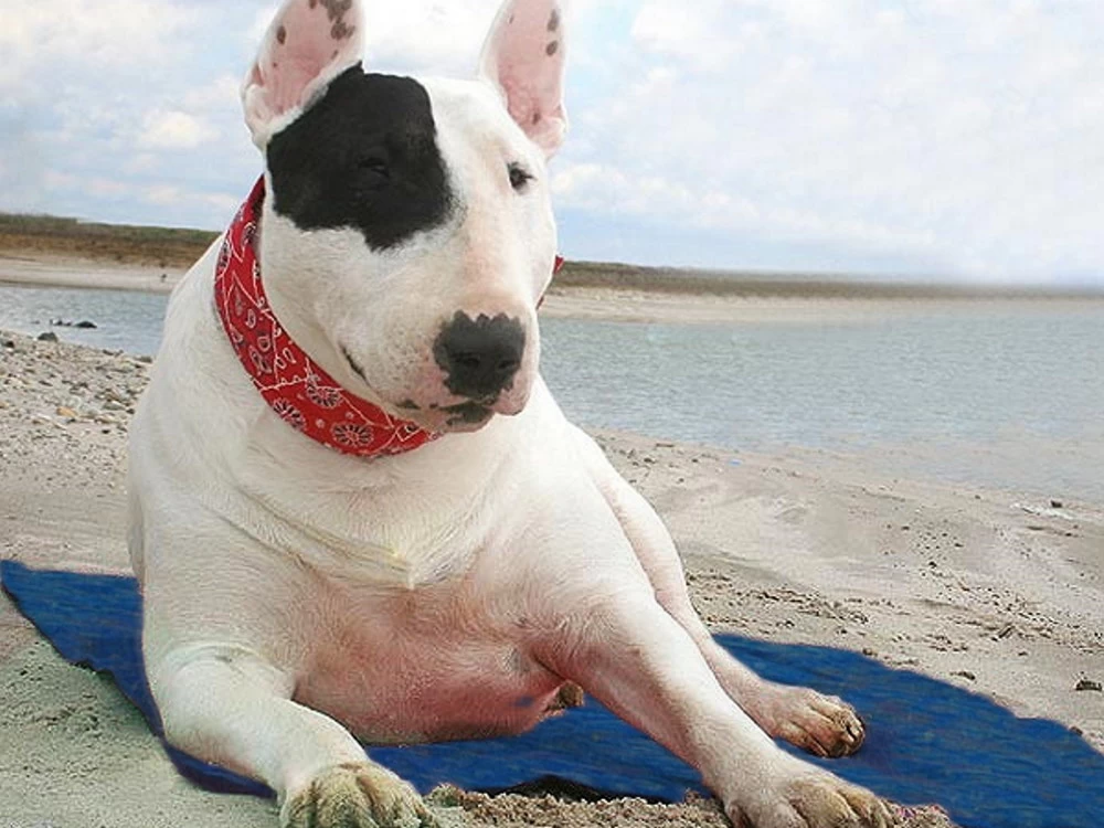 Coolkeeper Kühldecke Für Hunde Pacific Blue – Bild 3